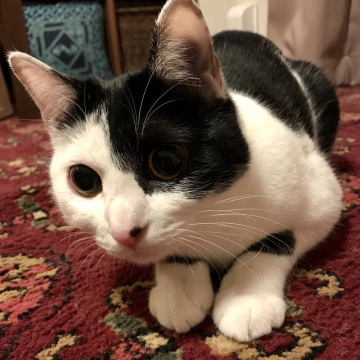 C6b2ad34 a774 4117 b3c1 fbd1032096d8