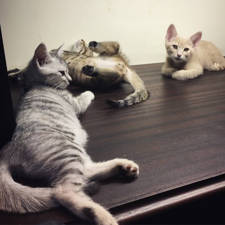 C6bae09d badb 4276 a8eb 414ed8d4a9e4