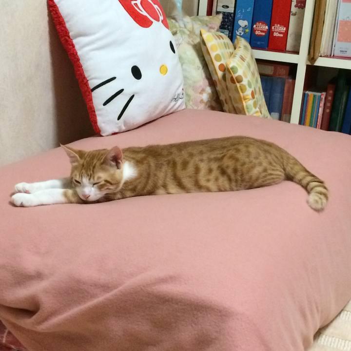 C6bae324 ed5b 4db8 ad98 ca67eb515ab8