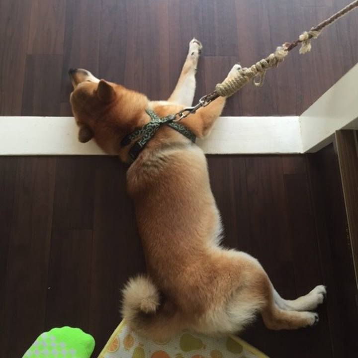 C6bc5bdd dbf0 4195 89ba dcf5fc2da241