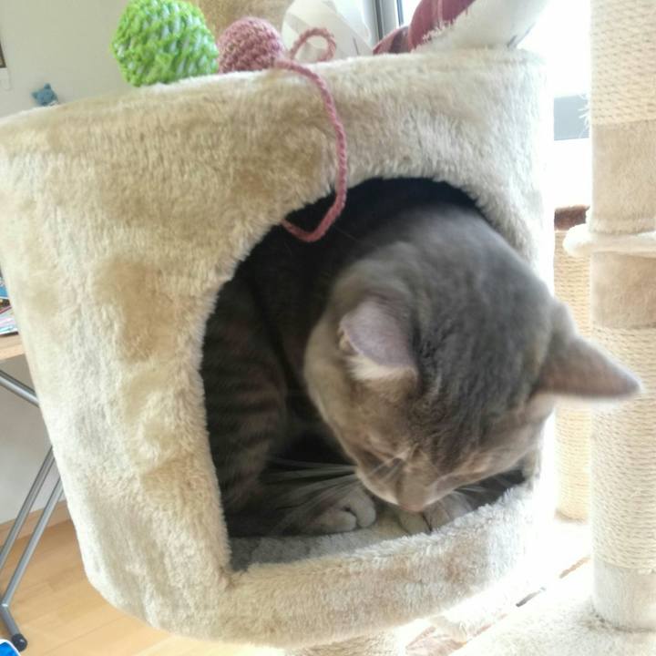 C6cedafe 8771 4697 8877 0bc48d7f2be8