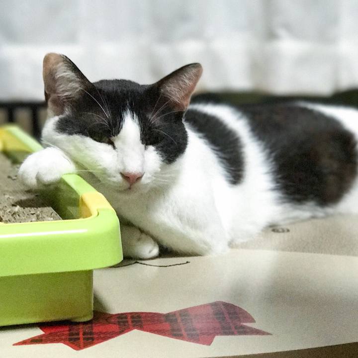 C6cfd306 f12a 44e6 9268 4f396d4ae640