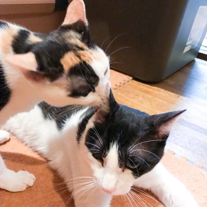 C6e203be bc90 4c06 8f02 388147163307