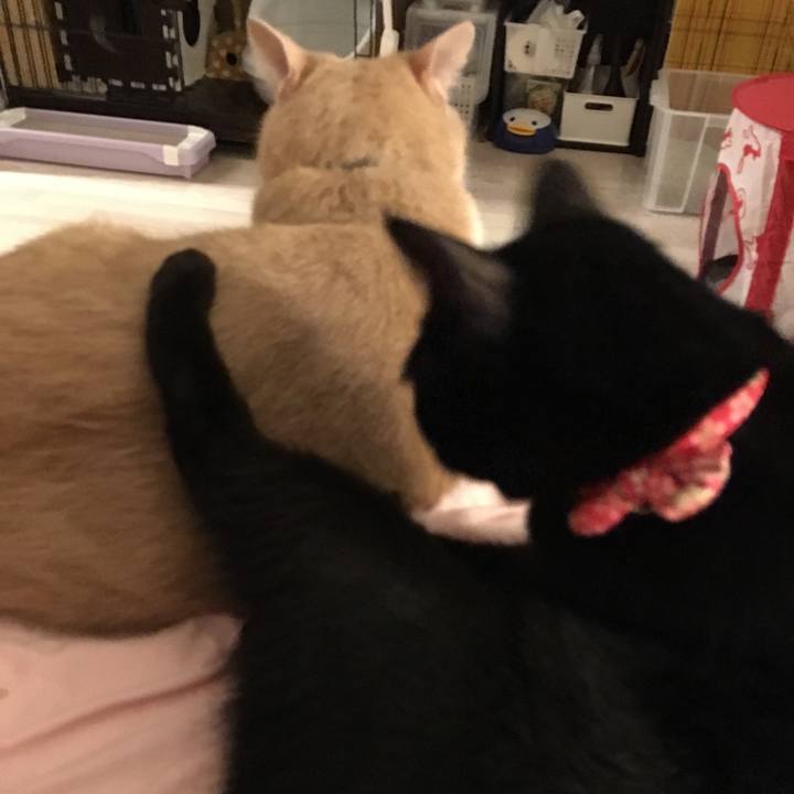 C6e879c6 367c 4d1f a58a 73e561404d11