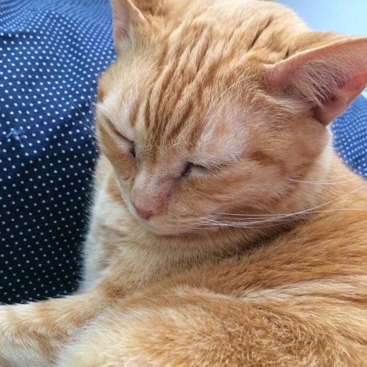 C6e8a8eb 9ae1 44cc ab0c 35206db31c37