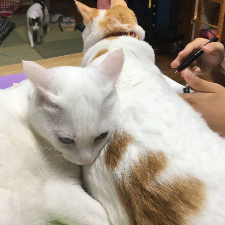 C6e8b242 89ba 48bb 8e18 e999cc29c0a5