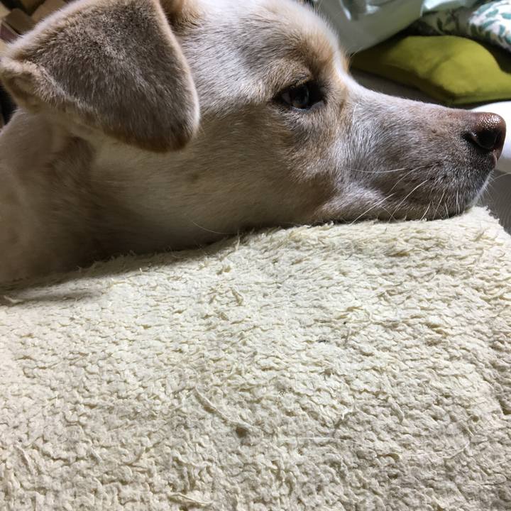 C6e8e8d4 0f4a 4277 bcdf 39c28858a4fe