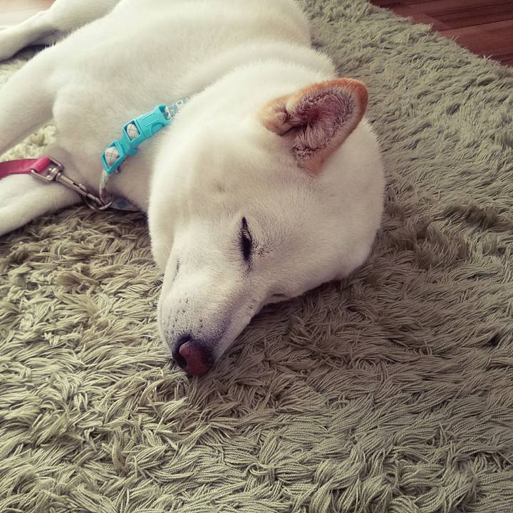 C6ec0dfe 0a8f 4248 8454 cb45c58dfba9