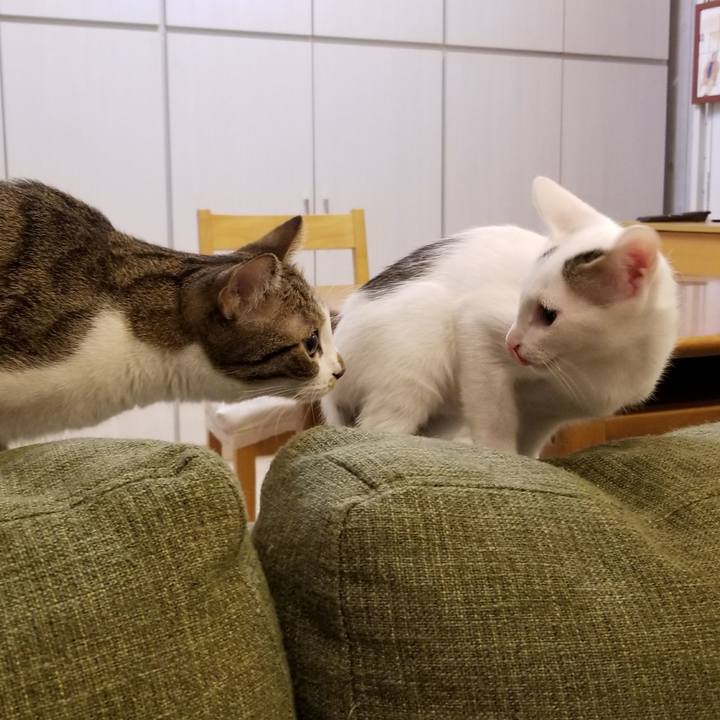 C6f949dc 1060 4090 97f4 23e7bb7ca7a0