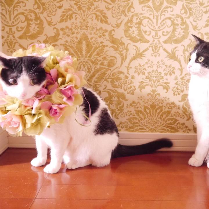 C7000c1c 4fcd 45a7 852b d4d0ff4b7cab