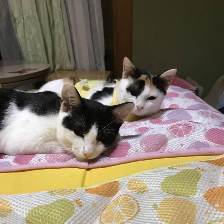 C70224e3 7c2a 4dcd a7bb adc69a6e76c5