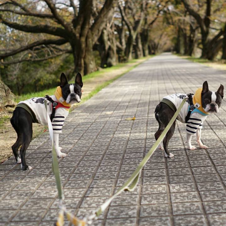 C70af831 13e2 4942 b363 b2f624582ba8