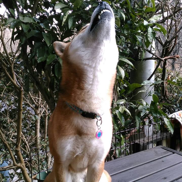 C70d92d7 b4e0 40f9 bfb0 77bb6885d0be