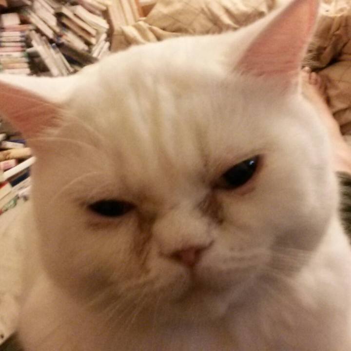 C713d32f 1987 4480 9a9f 7ca1fcb1f279