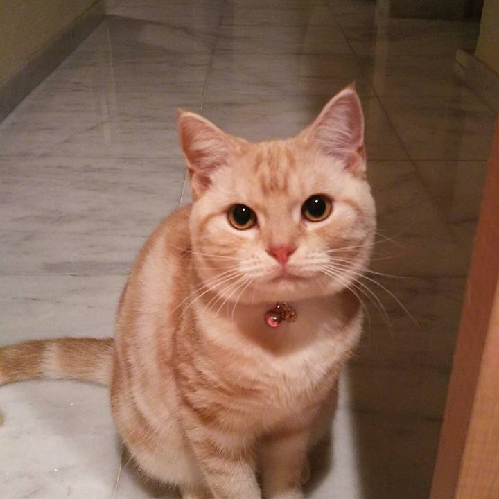 C71ac996 4f7b 4cdb 9eb8 74b730fa4477