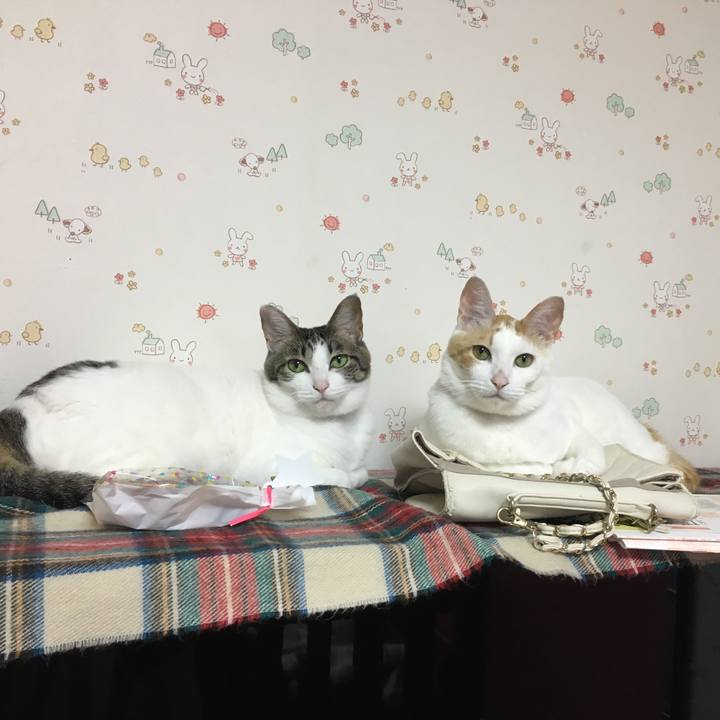 C724ab1a a004 45fb 912a cc215f933764