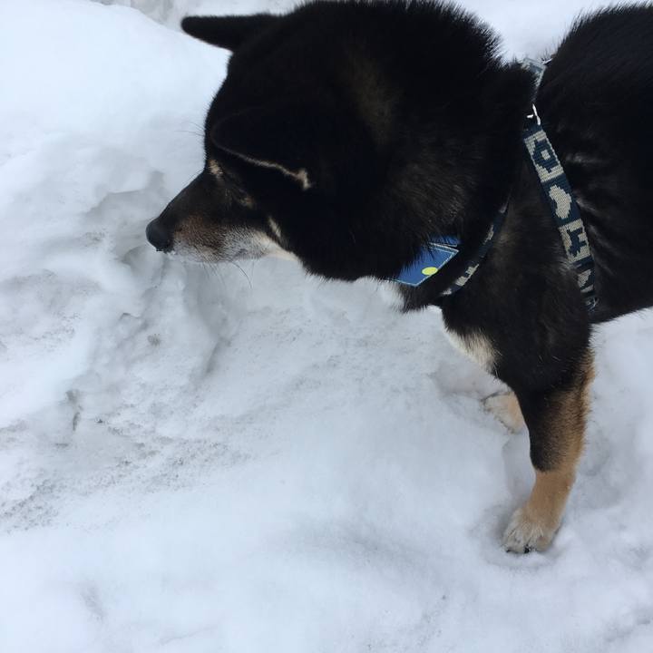 C72ea408 db94 40cd bbf7 6aaf78a5d0df