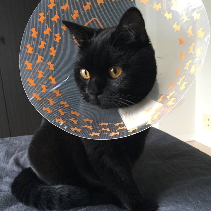 C732b11a e944 4871 ab5d 384509fc76a2