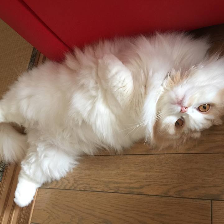 C732cd4e 8dca 46e6 a136 ba06b635613c