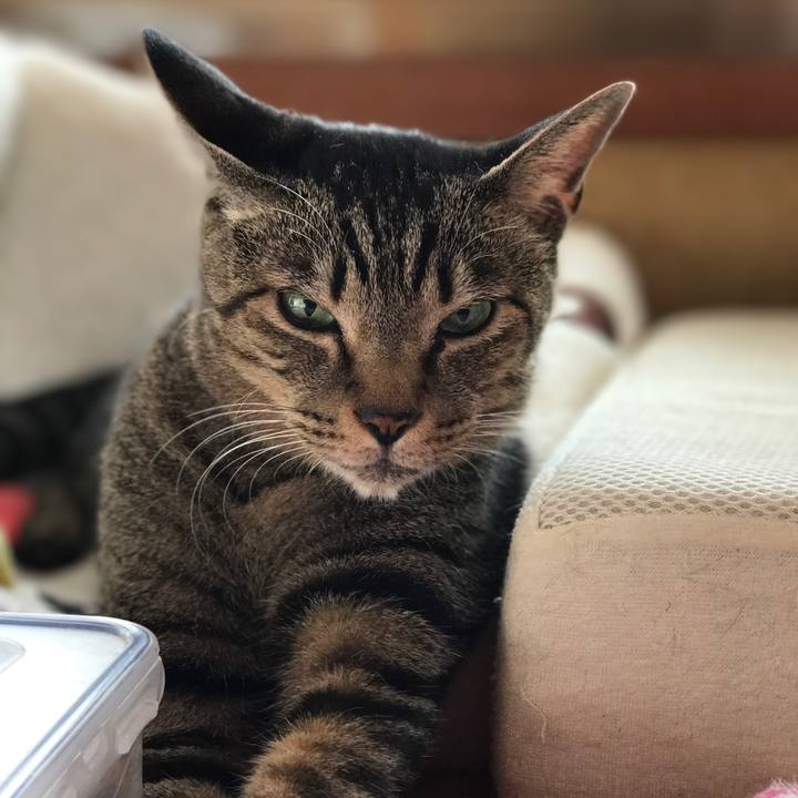 C7357fa0 686d 4c16 bb13 59a605cf72fe