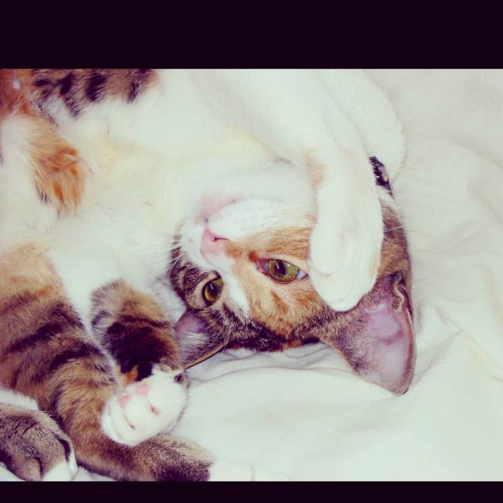 C73ffa80 79f6 42a3 b901 02d6f66927c1