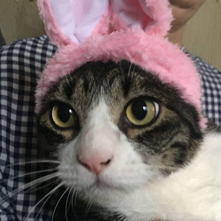 C741509a 145f 4608 a7c2 12c2e8bec568