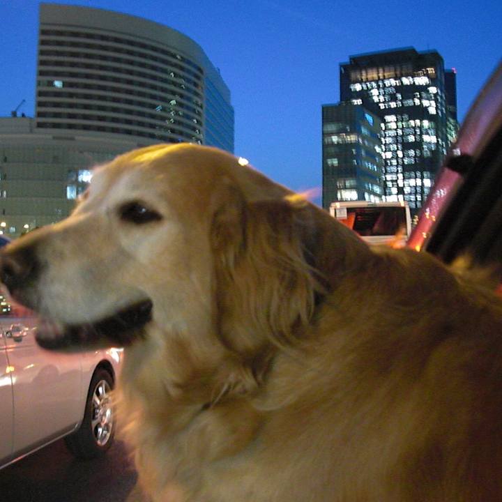 C7417c1b c603 4b03 b1ba c184dfebd747