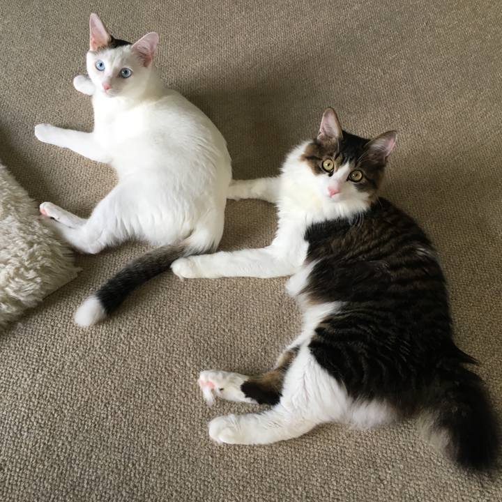 C7423a17 fd36 4f7b a4c6 9ba3a5100150