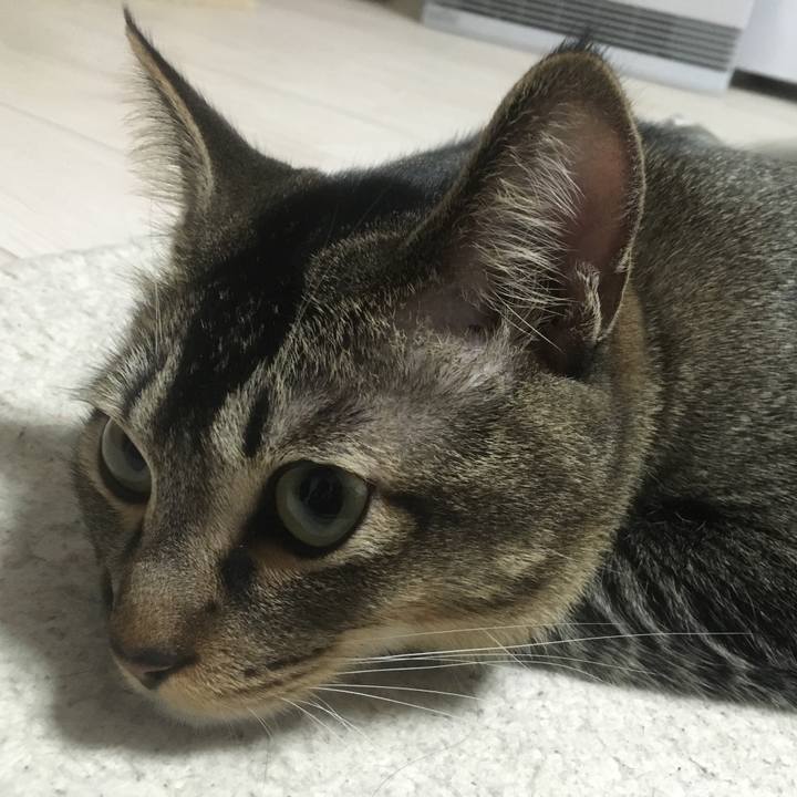 C7440e1a f81a 4ddc 8264 033997dad12a