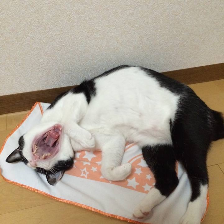 C74428fd 1f98 413f a2a9 7e0d66825bd0