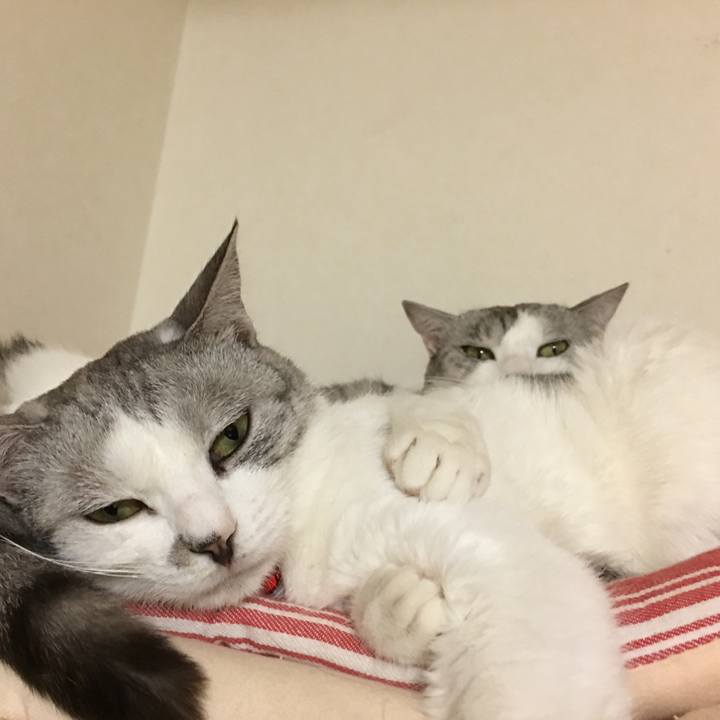 C74cd018 faf7 4e82 b1d0 b4b360b2c9f1