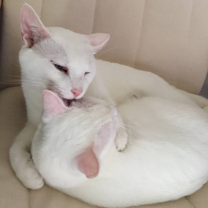 C74fa73c 4ad3 408b 98be cf60ae05ed6a