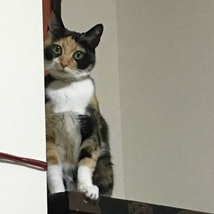 C774d274 912f 44c8 9b0d ea824c454fe0