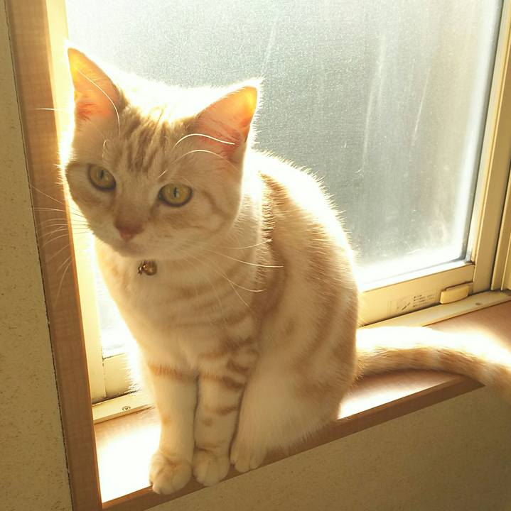 C77fde22 4cc9 48de ba7d 924f26d759e6