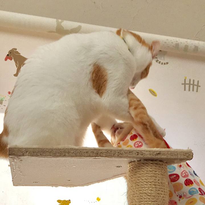 C78237fd a9d7 4b8a 8f56 53448d33444b