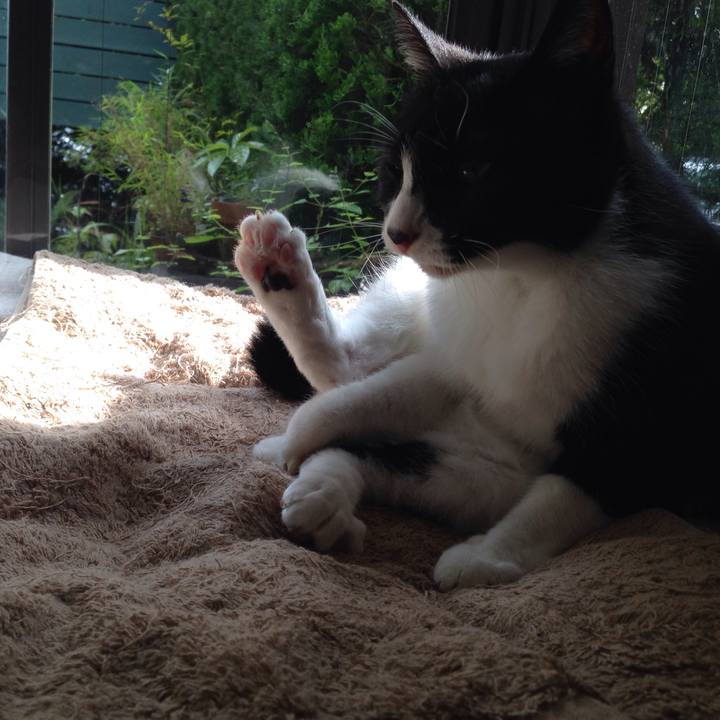 C782c141 d53c 45cd 925e d8b234263892