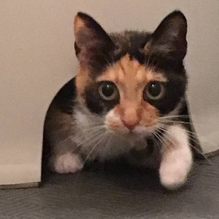 C78ca8dc fc1d 488d bbcc 495aa2d170b2