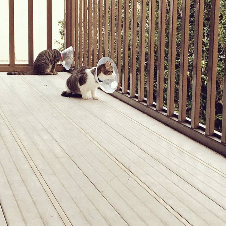 C791d2af a118 422a afcc dfcfbfc96d25