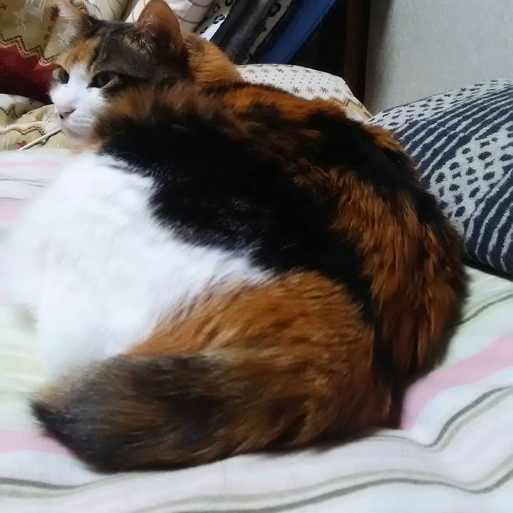 C795df70 b896 4795 9aec 3f6919bd3c5e