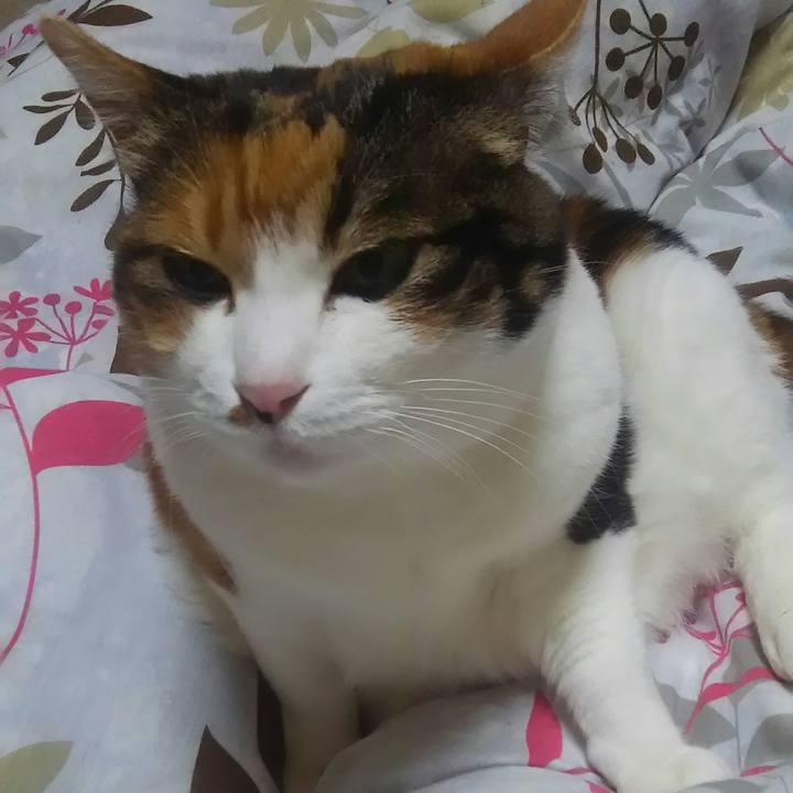 C79c33a5 c45a 404e 82ed c53f4eff75db