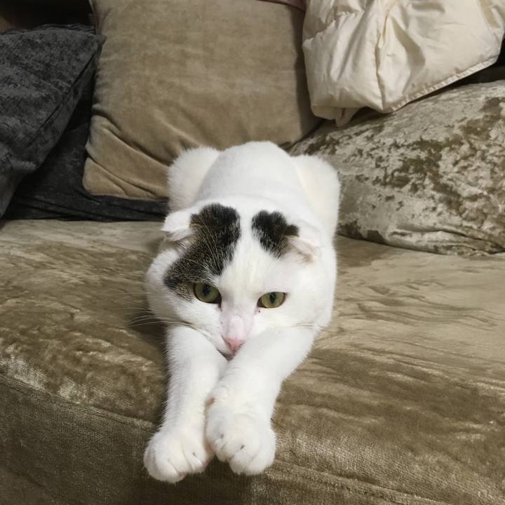 C79e8620 d1a2 4161 a575 08a22983f338