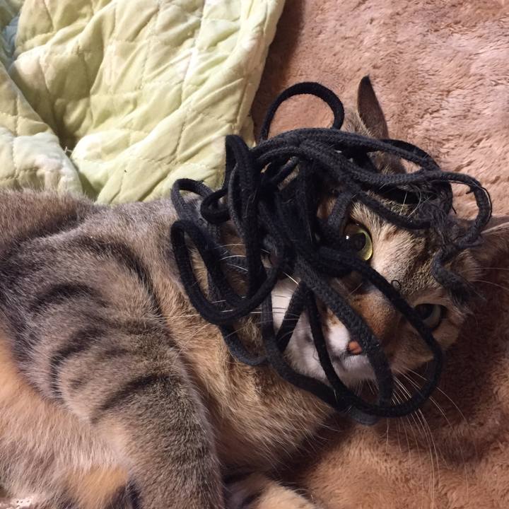 C7a37f4b a410 4510 b4d0 4c12293f604b