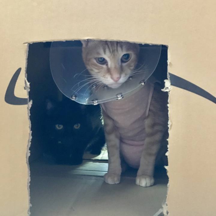 C7a9a7c3 71cf 4f17 9642 f2d531498128