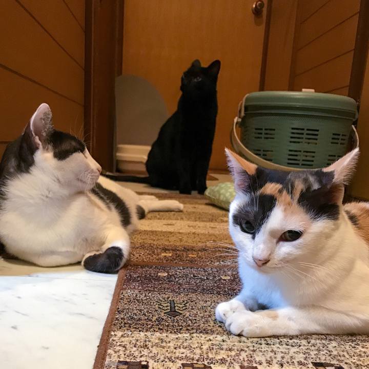 C7afdc04 2a2a 4251 aaf8 a9835973bc4e