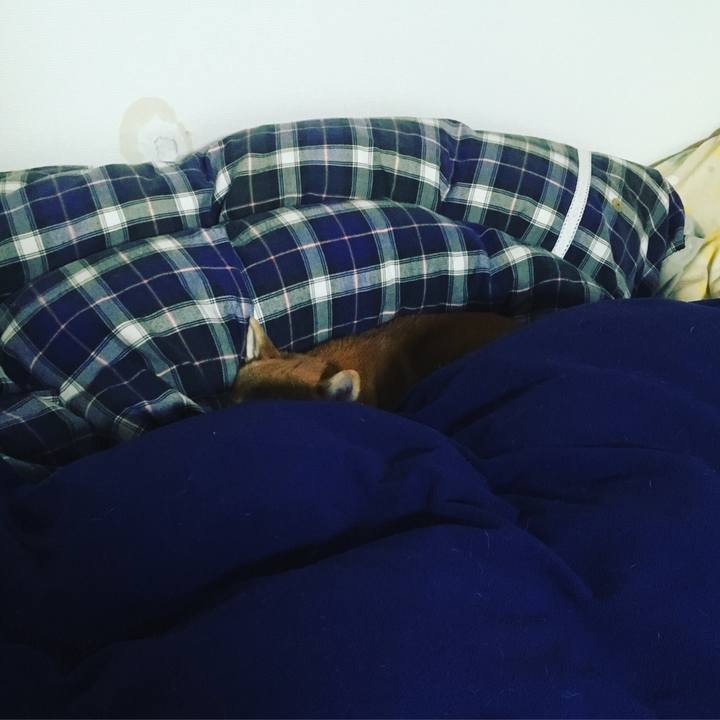 C7c9c215 e786 4885 881c e517ba2c5c7d