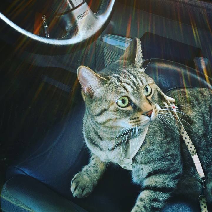 C7d54c13 1edf 4fbf 8bc1 bce338366857