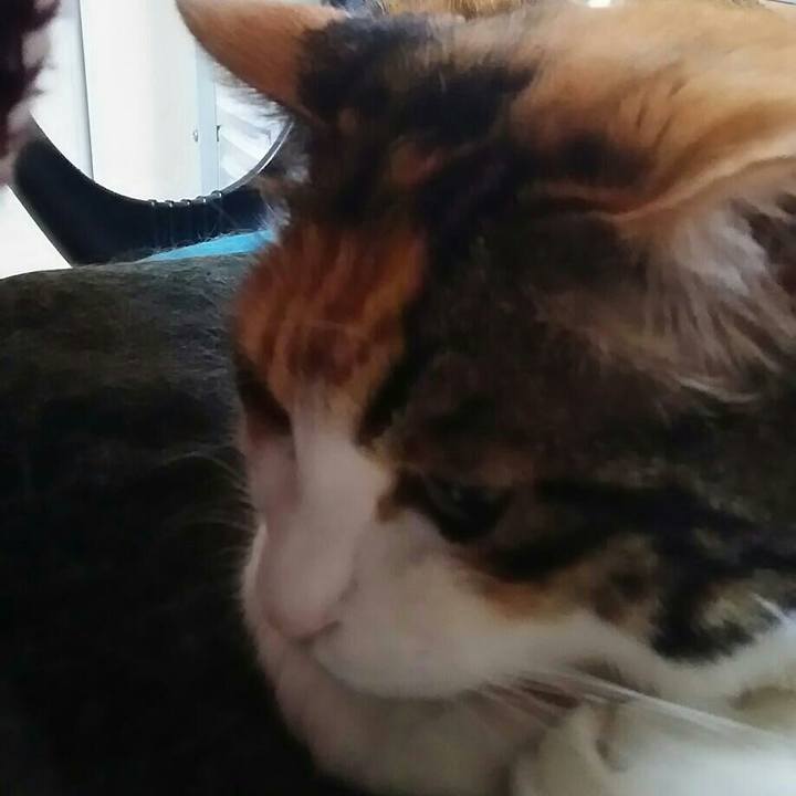 C7e0e017 72b6 410e a4ba 05ed570615fa