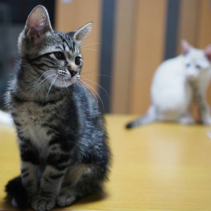 C7e58272 1b56 4c96 8311 fc97fb149354