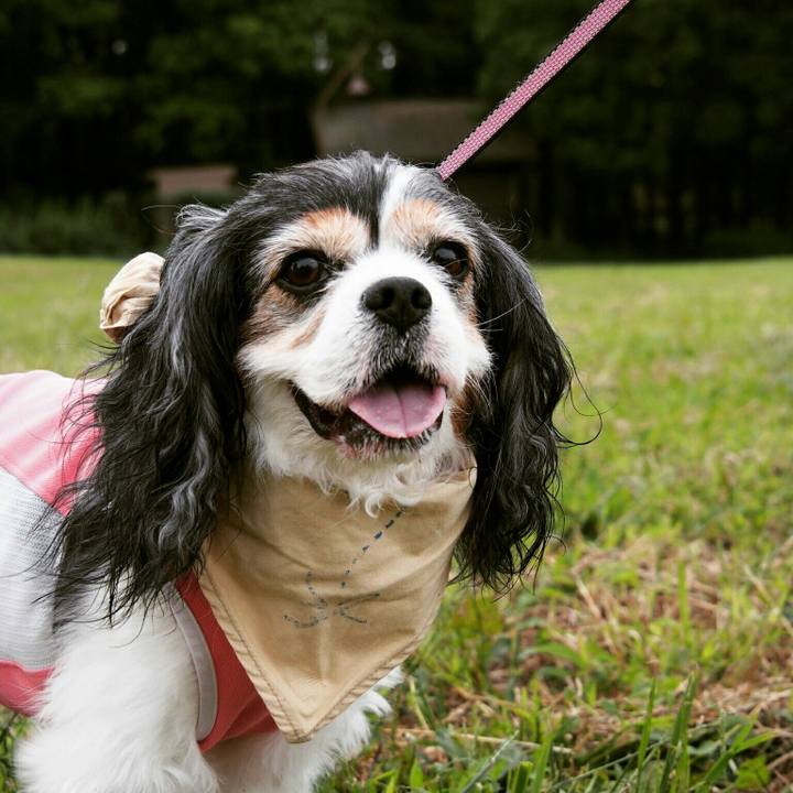 C7e6f647 5987 4572 a53f 2e6ace78769d