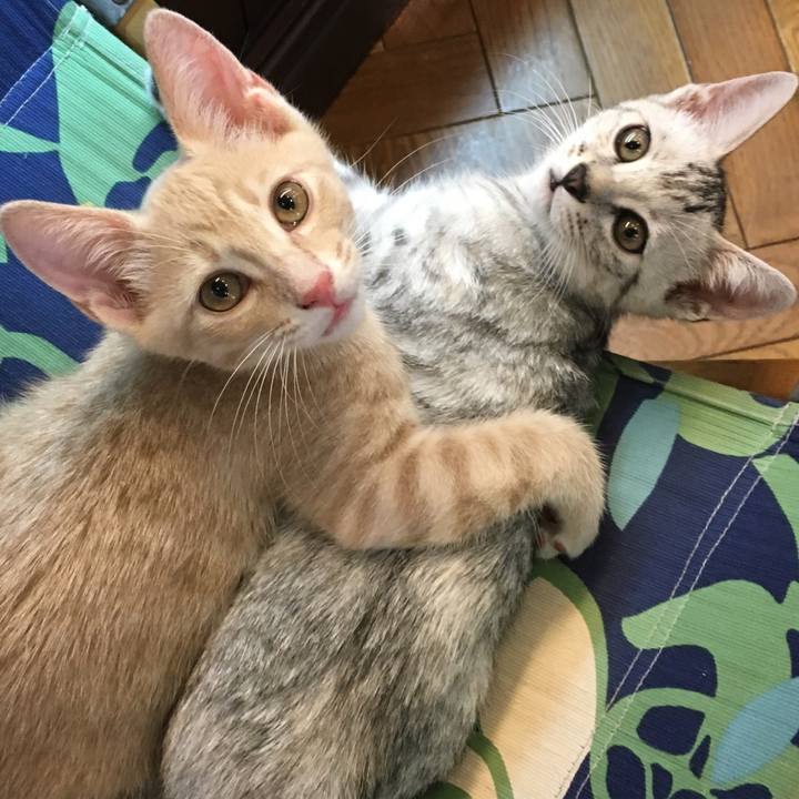 C7ea141b 4f46 4de6 b0a2 705e45432573